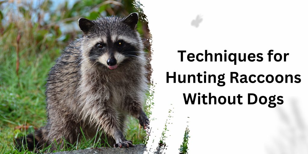 Techniques for Hunting Raccoons Without Dogs