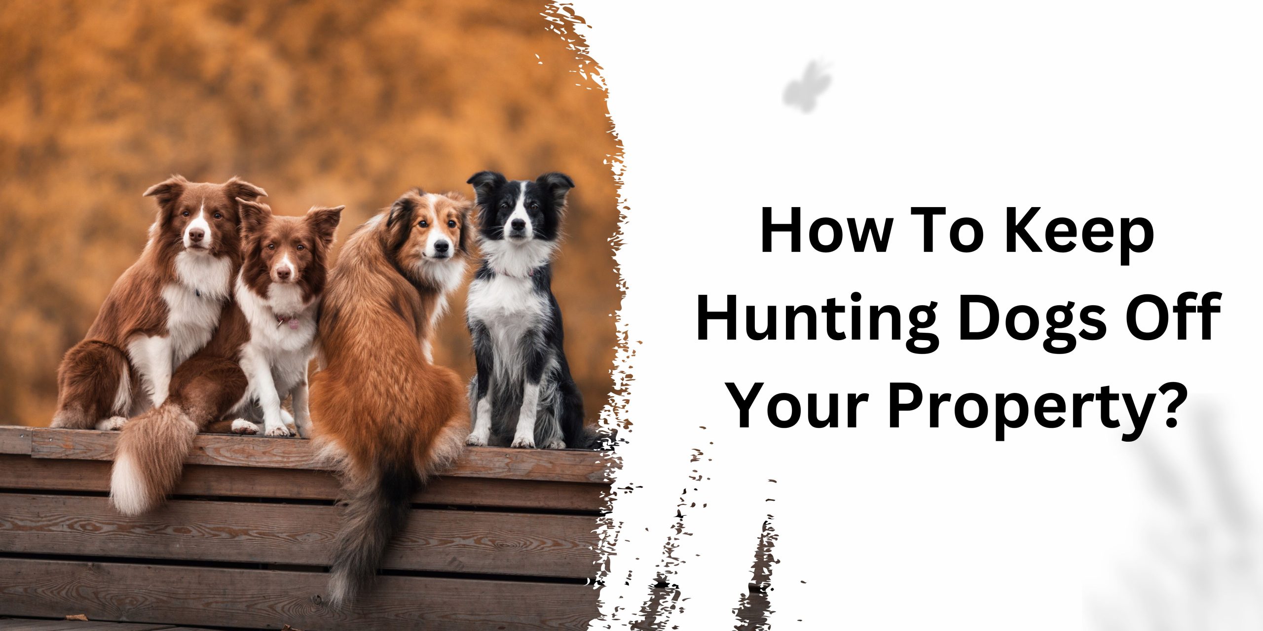 How To Keep Hunting Dogs Off Your Property