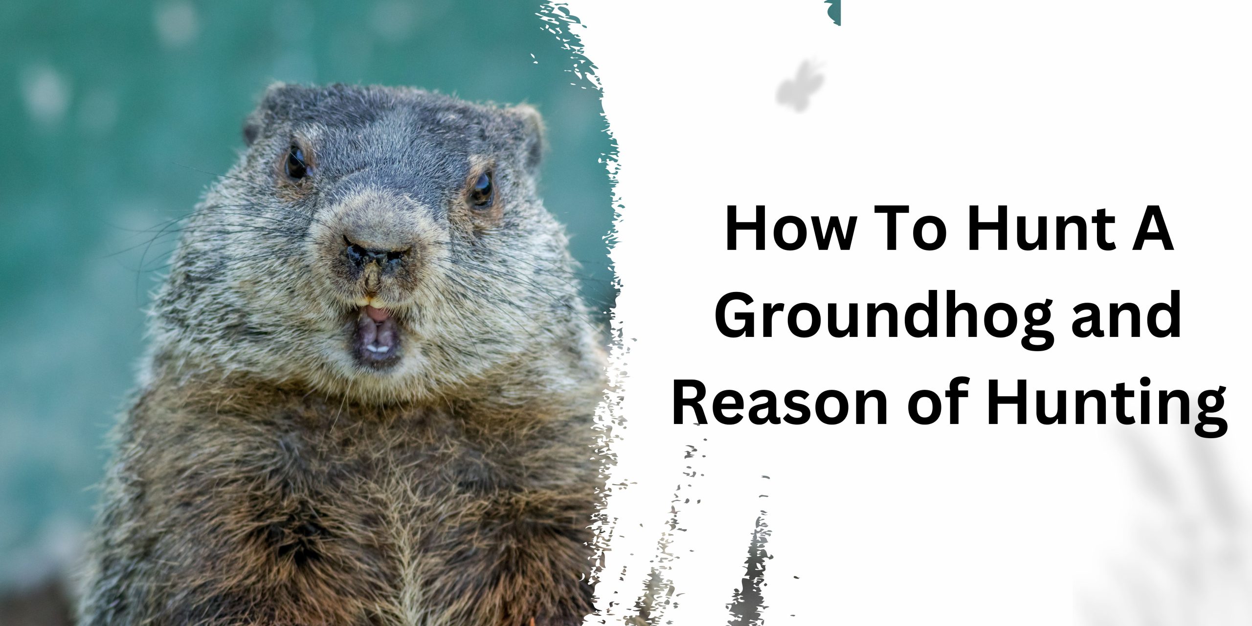 How To Hunt A Groundhog