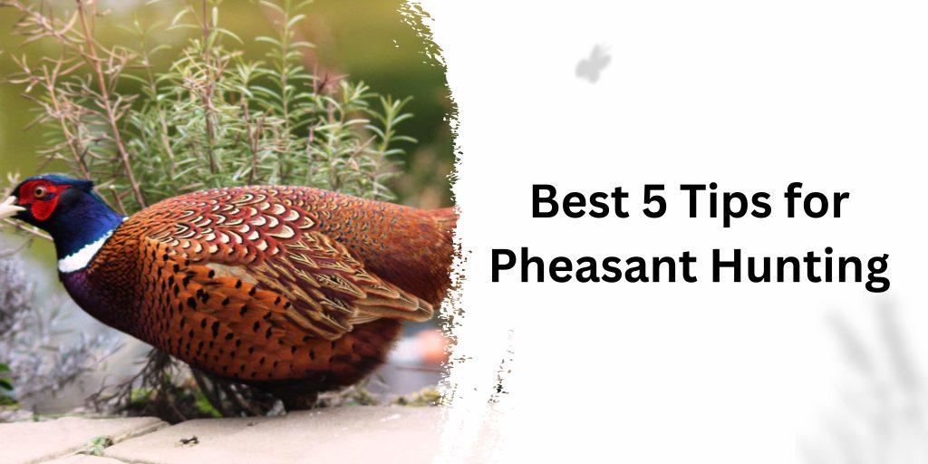 Best 5 Tips for Pheasant Hunting