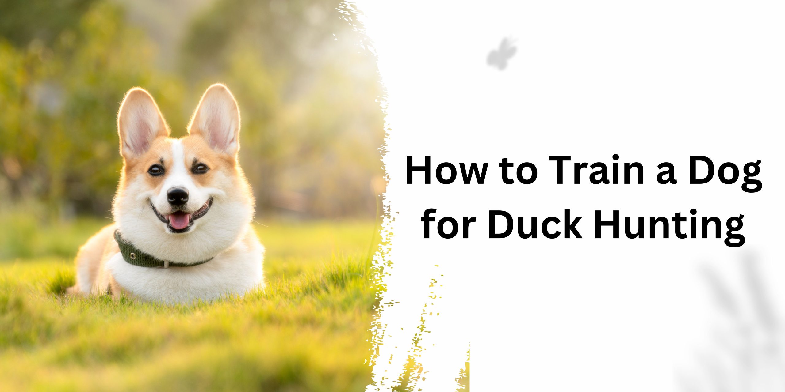 How to Train a Dog for Duck Hunting