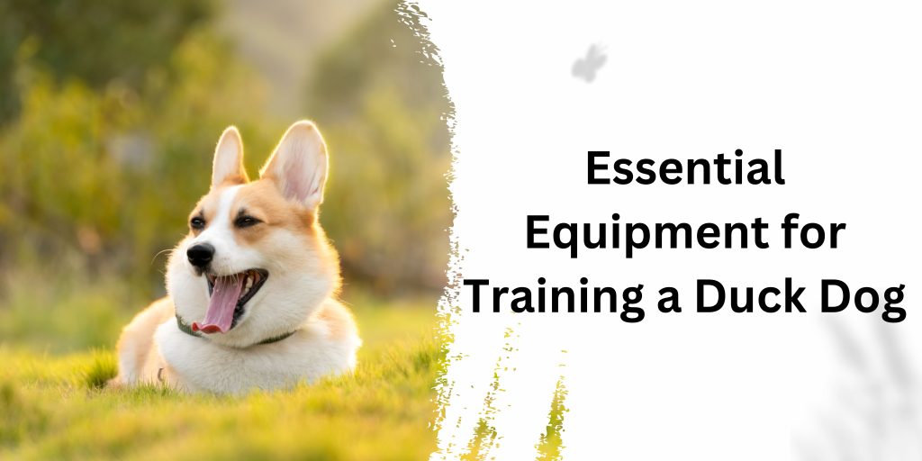 Essential Equipment for Training a Duck Dog