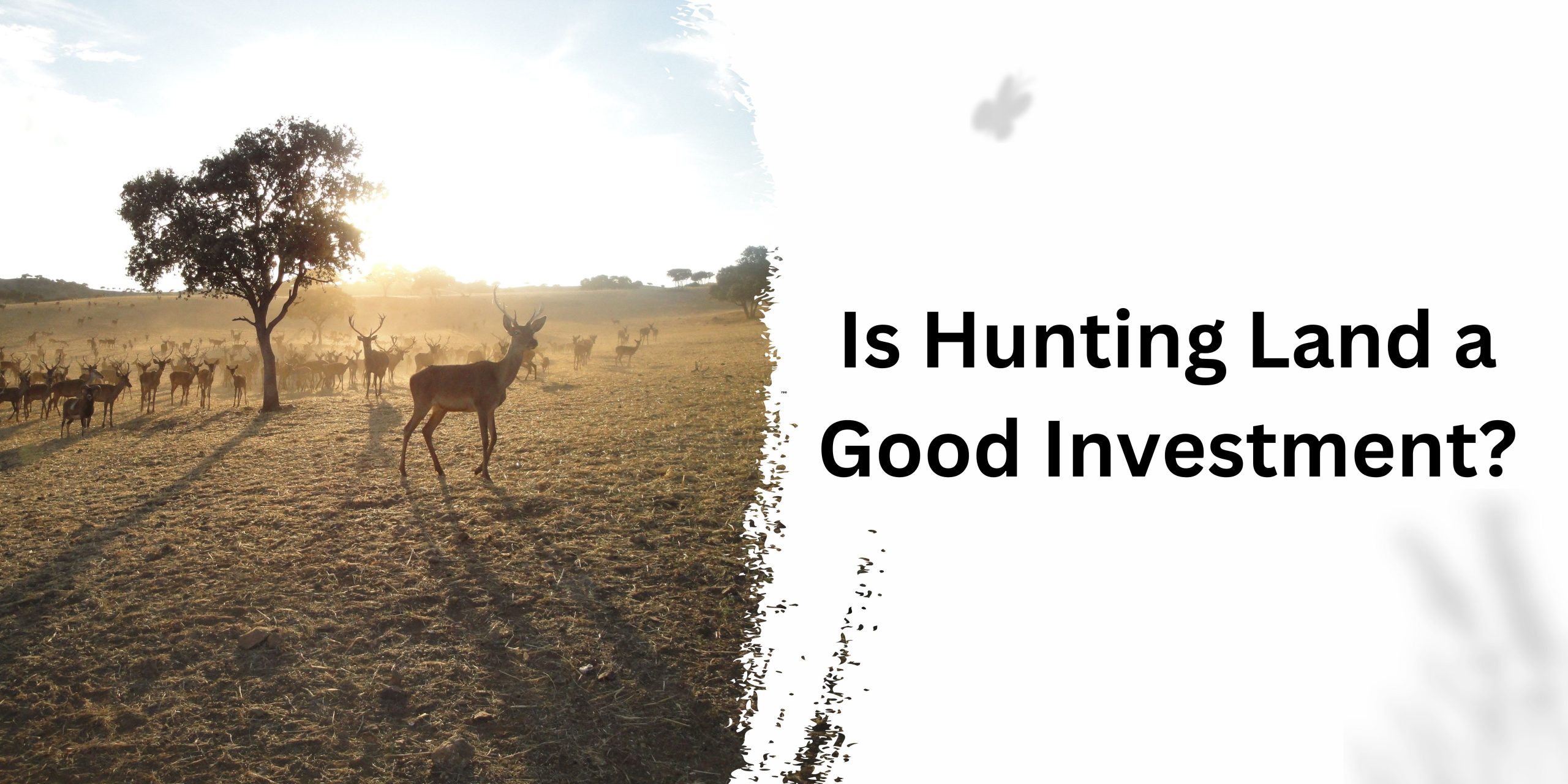 Is Hunting Land a Good Investment?