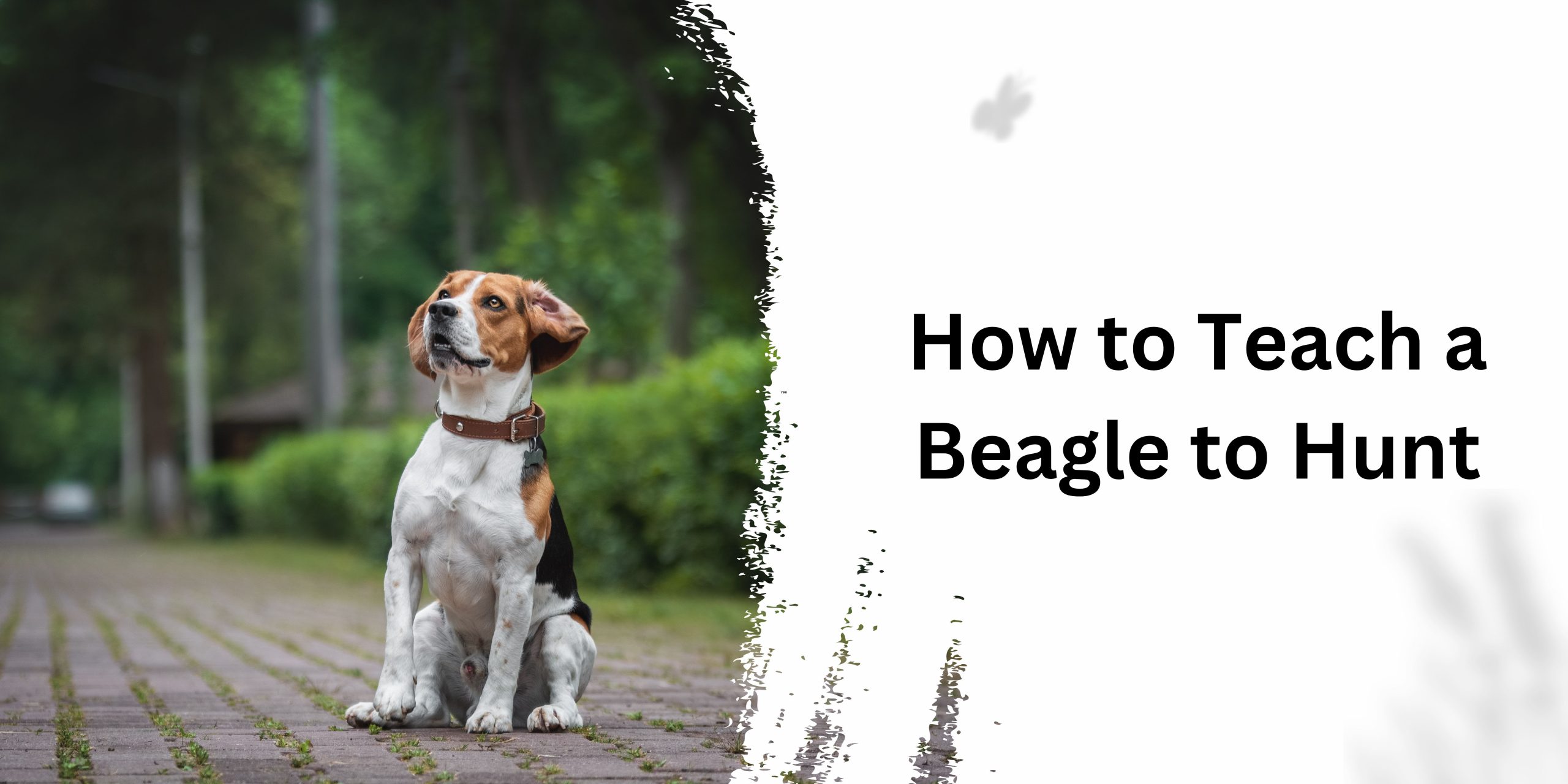 How to Teach a Beagle to Hunt