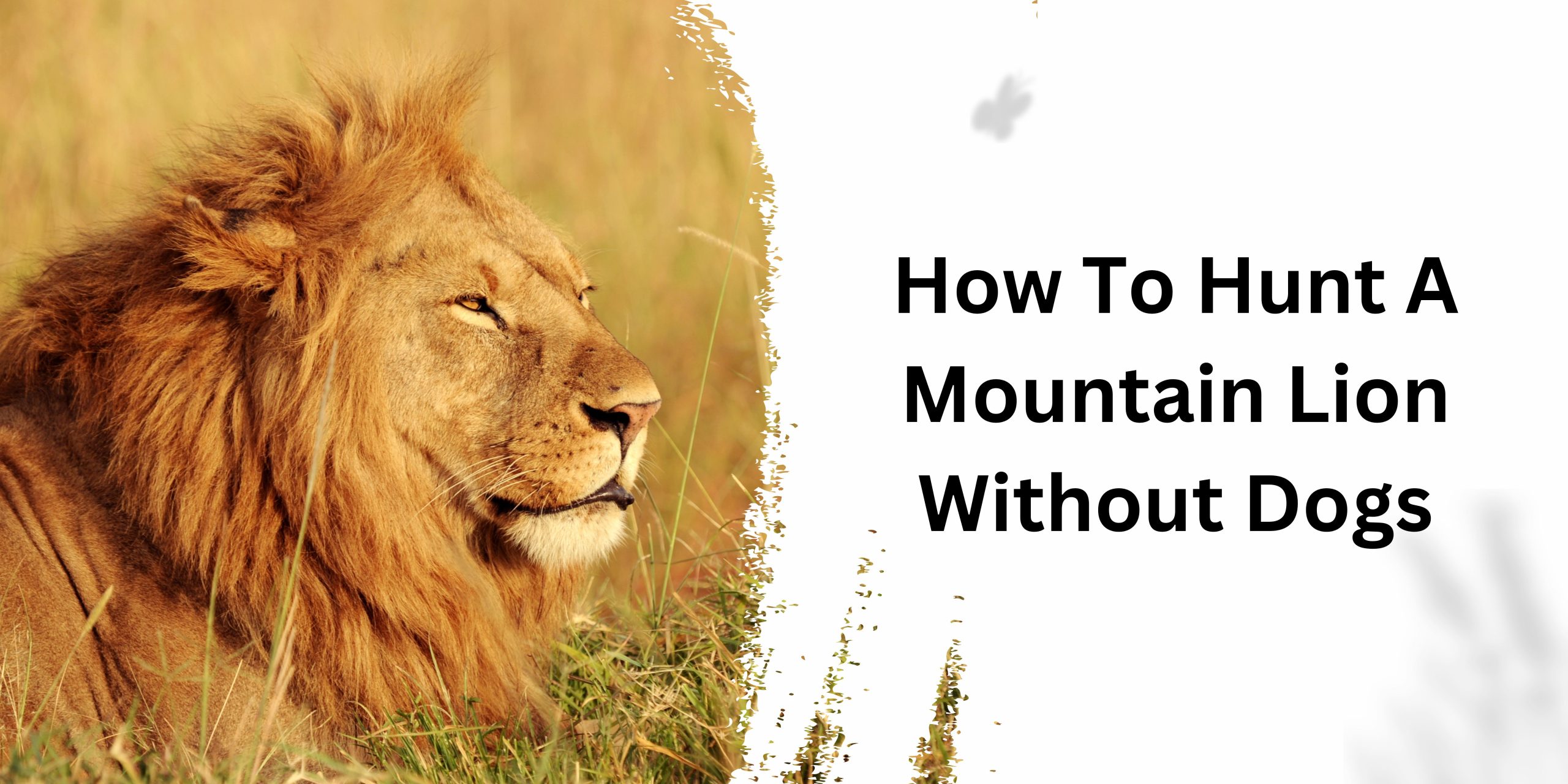 How To Hunt A Mountain Lion Without Dogs