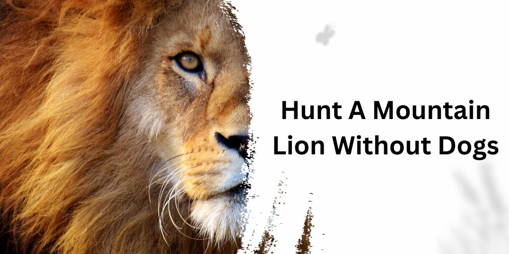 hunt a mountain lion without dogs