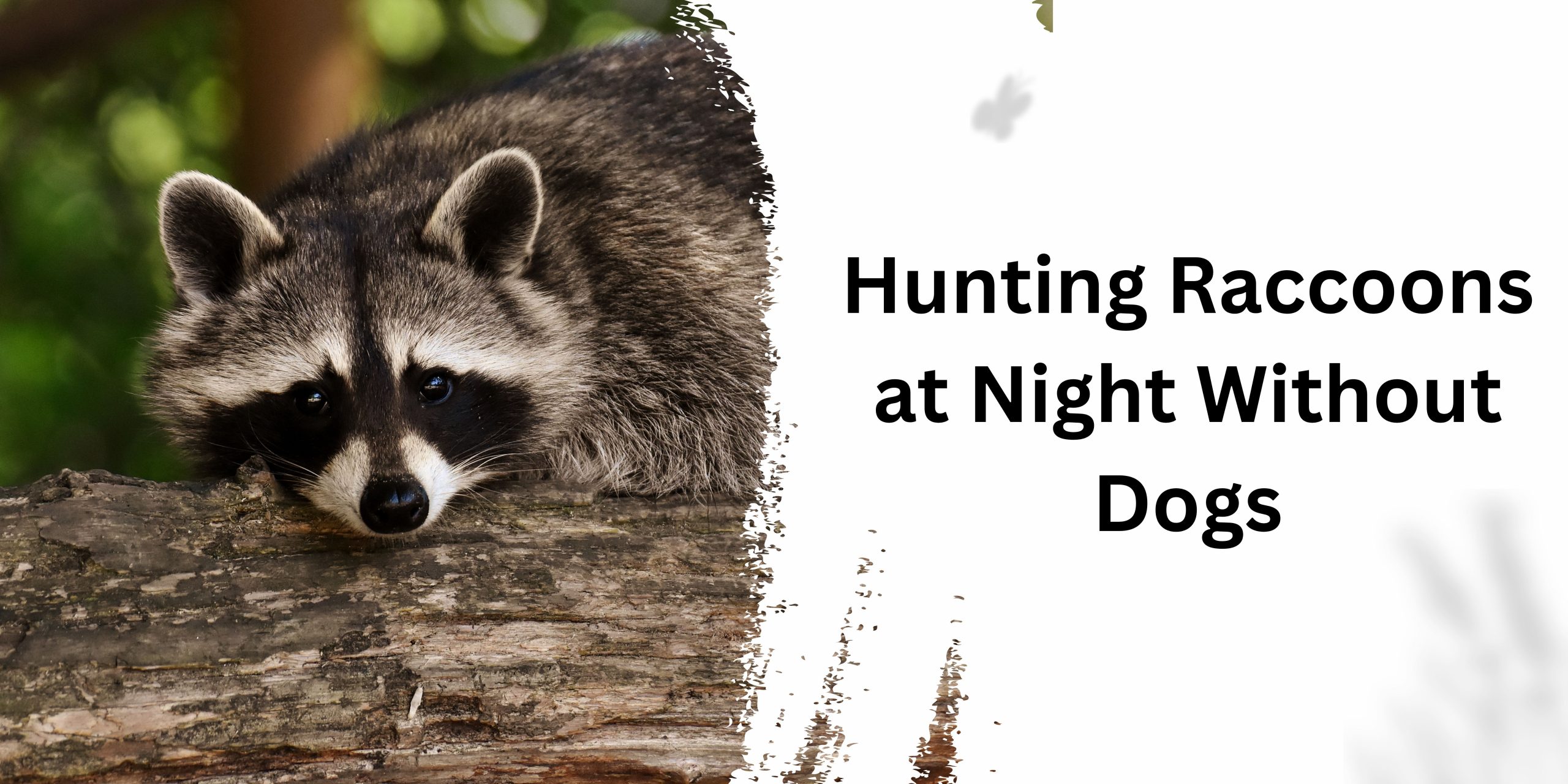 Hunting Raccoons at Night Without Dogs