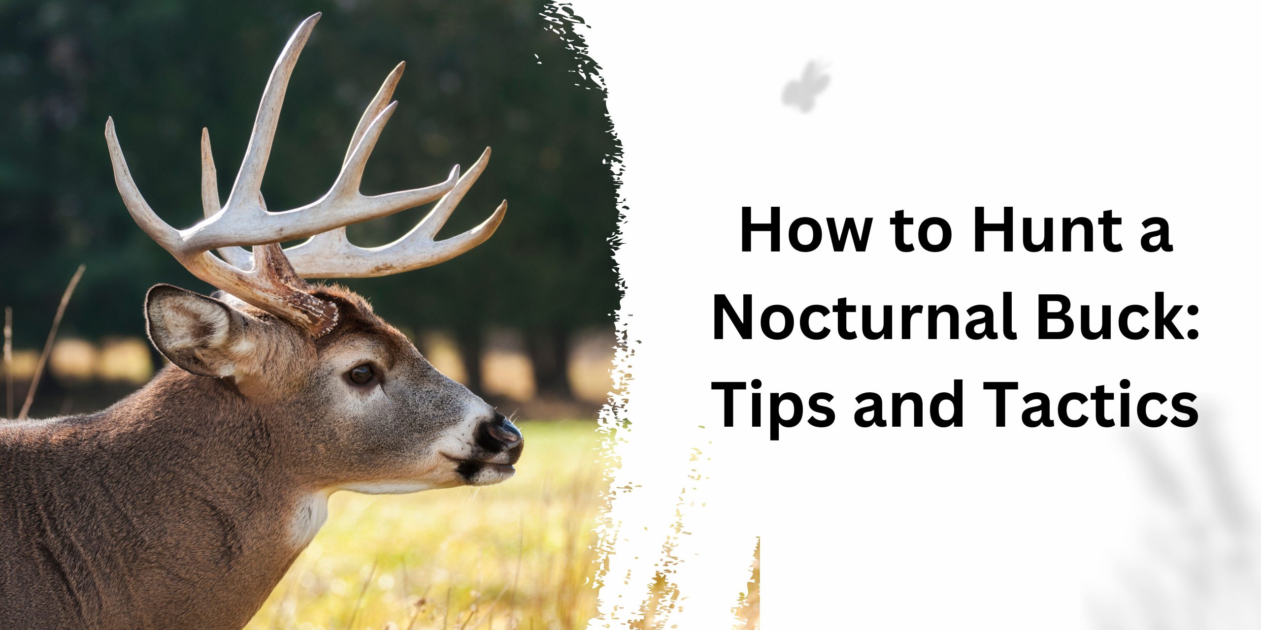 How to Hunt a Nocturnal Buck