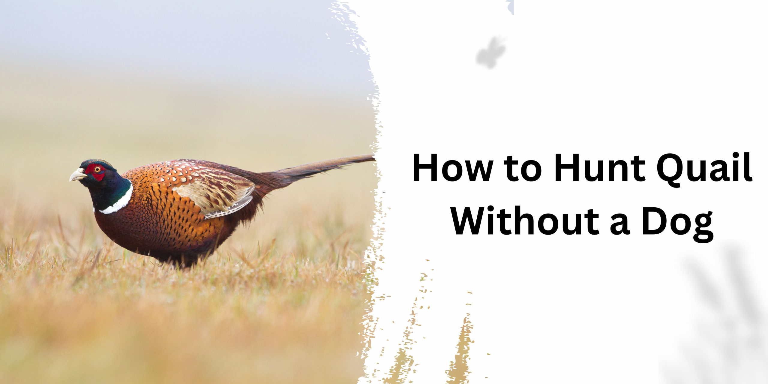 How to Hunt Quail Without a Dog