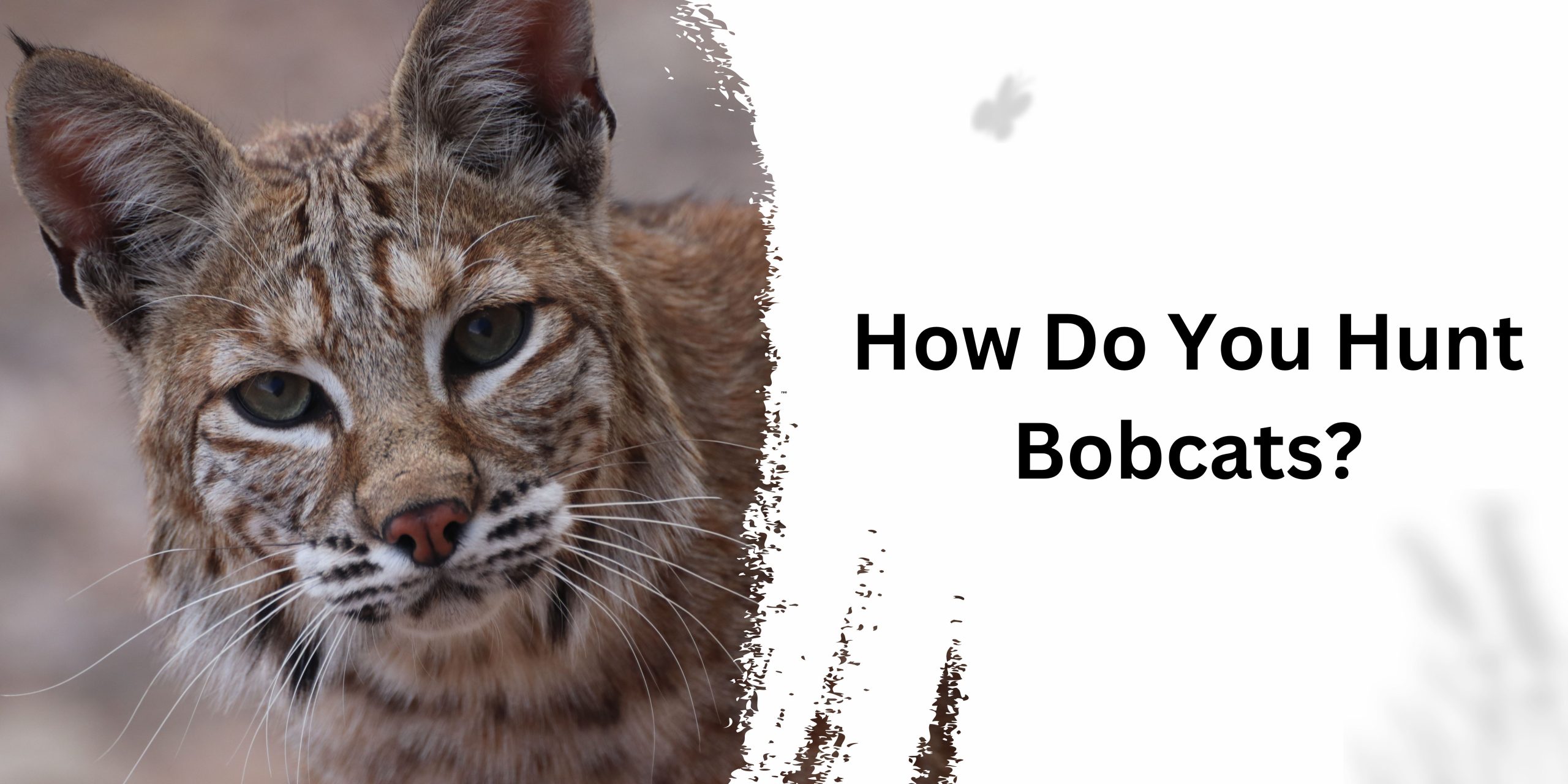 How Do You Hunt Bobcats