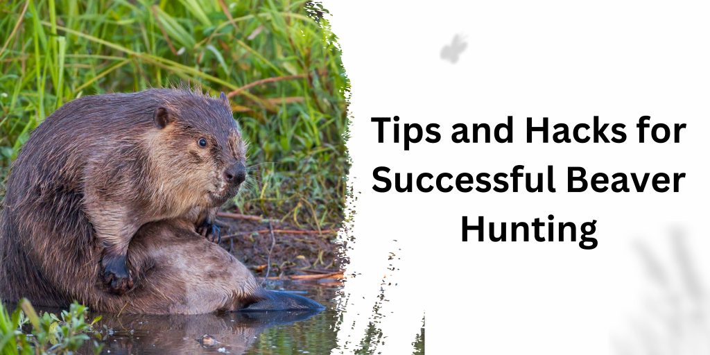 Tips and Hacks for Successful Beaver Hunting